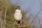 Whitethroat by Mick Dryden Whitethroat by Mick Dryden