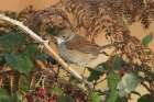 Common Whitethroat by Mick Dryden