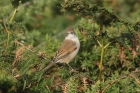 Common Whitethroat by Mick Dryden