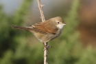 Whitethroat by Mick Dryden