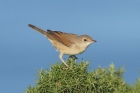 Common Whitethroat by Mick Dryden