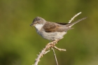 Whitethroat by Mick Dryden