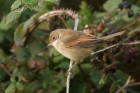 Whitethroat by Mick Dryden Whitethroat by Mick Dryden
