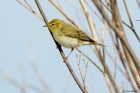 Wood Warbler by Alan Modral