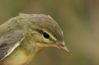 Willow Warbler by Mick Dryden