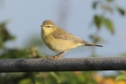 Willow Warbler by Mick Dryden