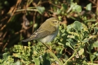 Willow Warbler by Mick Dryden Willow Warbler by Mick Dryden