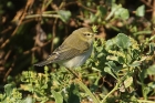 Willow Warbler by Mick Dryden