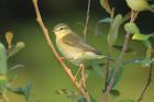 Willow Warbler by Mick Dryden Willow Warbler by Mick Dryden