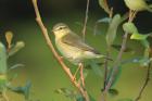 Willow Warbler by Mick Dryden