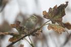 Yellow-browed Warbler by Mick Dryden