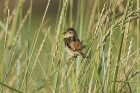 Zitting Cisticola by Mick Dryden