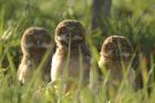 Burrowing Owl by Mick Dryden
