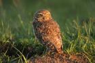 Burrowing Owl by Mick Dryden