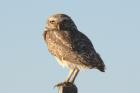 Burrowing Owl by Miranda Collett