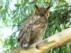 Great horned Owl by Miranda Collett