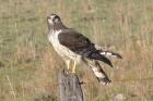 Long-winged Harrier by Miranda Collett