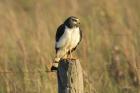 Long-winged Harrier by Mick Dryden