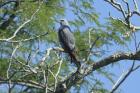 Plumbeous Kite by Mick Dryden