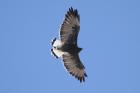 Red-backed Hawk by Mick Dryden