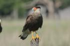 Southern Crested Caracara by Mick Dryden
