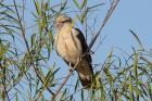 Yellow-headed Caracara by Miranda Collett