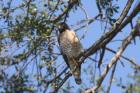 Roadside Hawk by Miranda Collett