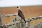 Southern Crested Caracara by Miranda Collett Southern Crested Caracara by Miranda Collett