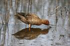 Cinnamon Teal by Mick Dryden