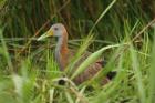 Giant Wood-Rail by Mick Dryden