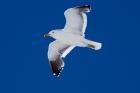 Kelp Gull by Miranda Collett Kelp Gull by Miranda Collett