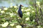 Purple Gallinule by Mick Dryden Purple Gallinule by Mick Dryden