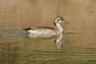 Ringed Teal by Mick Dryden