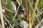 Rufous-sided Crake by Mick Dryden