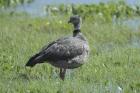 Southern Screamer by Mick Dryden Southern Screamer by Mick Dryden