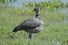 Southern Screamer by Mick Dryden