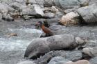 Torrent Duck by Mick Dryden