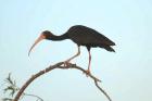 Bare-faced Ibis by Mick Dryden Bare-faced Ibis by Mick Dryden