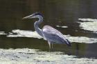 Cocoi Heron by Mick Dryden