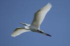 Great Egret by Mick Dryden