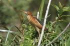 Least Bittern by Mick Dryden