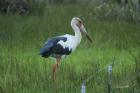 Maguari Stork by Mick Dryden