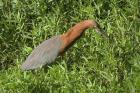 Rufescent Tiger Heron by Mick Dryden