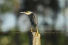 Striated Heron by Mick Dryden