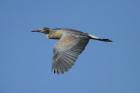 Whistling Heron by Mick Dryden