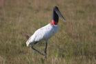 Jabiru by Miranda Collett Jabiru by Miranda Collett