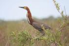 Rufescent Tiger heron by Miranda Collett