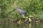 Striated Heron by Miranda Collett Striated Heron by Miranda Collett