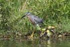 Striated Heron by Miranda Collett