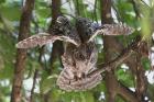 African Scops Owl by Mick Dryden